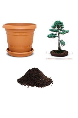 Ithal Mavi Selvi Bonzai Ağacı Tohumu Ekim Seti