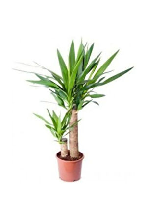 Nadir Ithal Yucca Tohumu Ekim