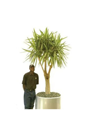 Nadir Ithal Yucca Tohumu Ekim