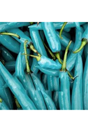 Ithal Mavi Biber Tohumu Ekim Seti