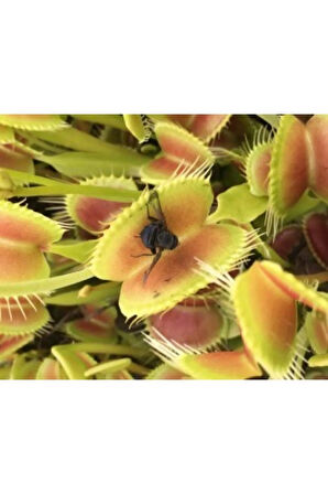 Ithal Etçil Bitki Tohumu Ekim Seti