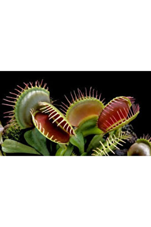 Ithal Etçil Bitki Tohumu Ekim Seti