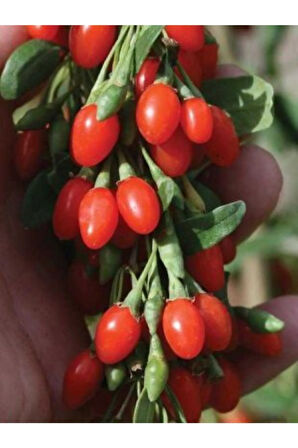 Ithal Gojiberry Tohumu Ekim Seti