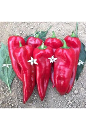 Közlemelik Biber Tohumu Ekim Seti