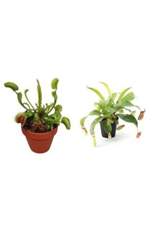 Venüs Fly Trap Ve Nepentes Tohumu Ekim Seti