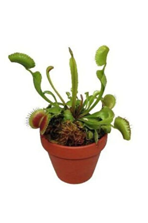Venüs Fly Trap Ve Nepentes Tohumu Ekim Seti