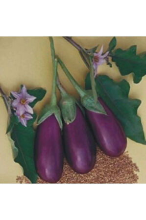 Antep Kurutmalık Patlıcan Tohumu Ekim Seti