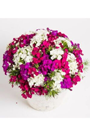 Karışık Hüsnü Yusuf Çiçeği Tohumu Ekim Seti