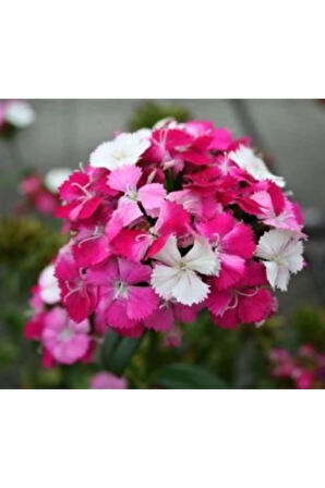 Karışık Hüsnü Yusuf Çiçeği Tohumu Ekim Seti