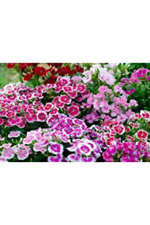 Karışık Hüsnü Yusuf Çiçeği Tohumu Ekim Seti