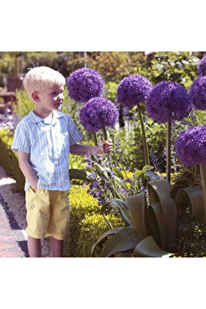 Dev Allium Tohumu Ekim Seti