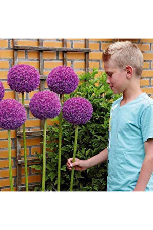 Dev Allium Tohumu Ekim Seti