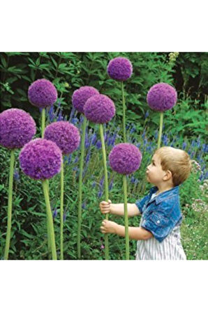 Dev Allium Tohumu Ekim Seti