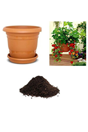 4 Mevsim Yediveren Çilek Tohumu Ekim Seti