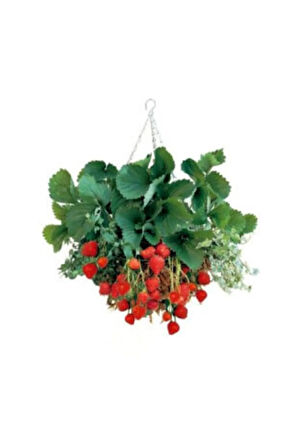 4 Mevsim Yediveren Çilek Tohumu Ekim Seti