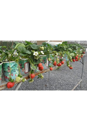 4 Mevsim Yediveren Çilek Tohumu Ekim Seti