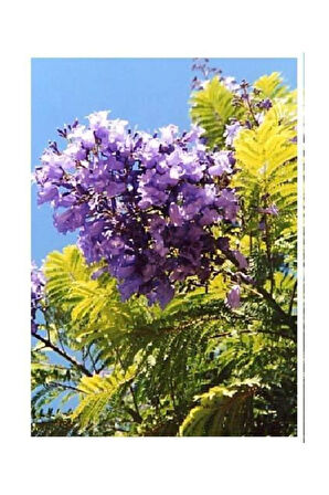 Nadir Jakaranda Ağacı Tohumu 50 Adet Tohum Jacaranda Mimosifolia