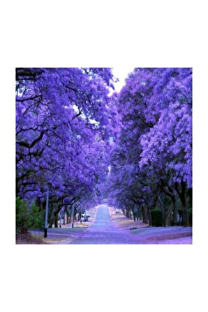 Nadir Jakaranda Ağacı Tohumu 50 Adet Tohum Jacaranda Mimosifolia