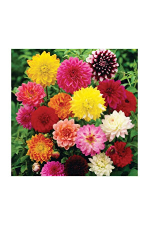 Karışık Beybeğendi Çiçeği Ekim Seti 5 Adet Tohum Saksı Toprak Çiçek Tohumu