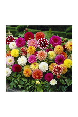 Karışık Beybeğendi Çiçeği Ekim Seti 5 Adet Tohum Saksı Toprak Çiçek Tohumu