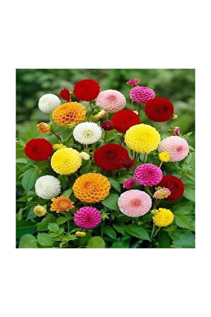 Karışık Beybeğendi Çiçeği Ekim Seti 5 Adet Tohum Saksı Toprak Çiçek Tohumu