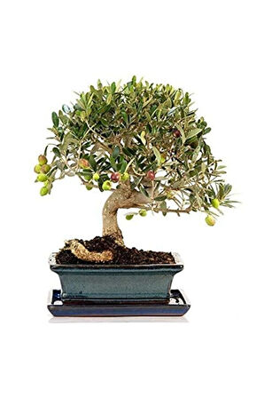 Bodur Zeytin Bonzai Ağacı Tohumu 2 Adet Tohum Bonsai Ağacı Tohumu