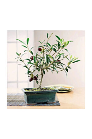 Bodur Zeytin Bonzai Ağacı Tohumu 2 Adet Tohum Bonsai Ağacı Tohumu