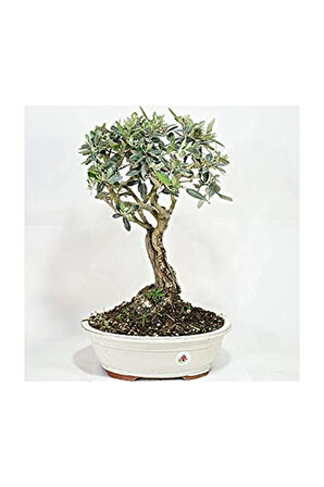 Bodur Zeytin Bonzai Ağacı Tohumu 2 Adet Tohum Bonsai Ağacı Tohumu