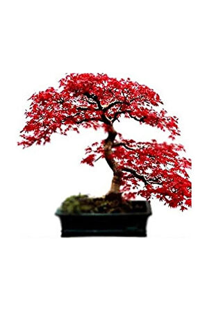 Bodur Acer Rubrum Bonzai Ağacı Ekim Seti 5 Adet Tohum Saksı Toprak Kombin