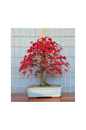 Bodur Acer Rubrum Bonzai Ağacı Ekim Seti 5 Adet Tohum Saksı Toprak Kombin