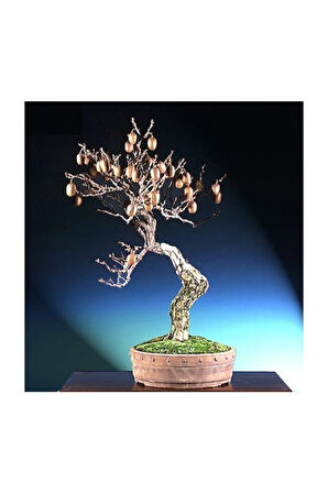 Kivi Bonzai Ağacı Tohumu 5 Adet Bonsai Ağacı Tohumu