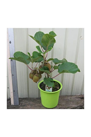 Kivi Bonzai Ağacı Tohumu 5 Adet Bonsai Ağacı Tohumu