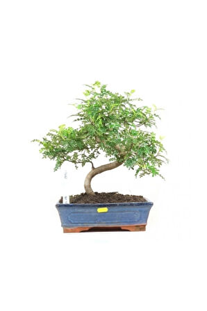 Bodur Karabiber Bonzai Ağacı Tohumu 5 Adet Bonsai Ağacı Tohumu