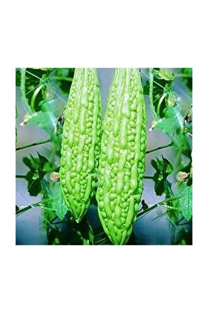 Nadir İthal Bitter Gourd Meyvesi Tohumu 2 Adet Tohum