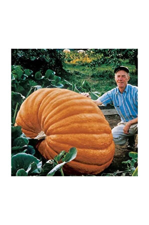 Ithal Dev Kabak Tohumu 2 Adet Tohum Atlantik Giant Bal Kabağı