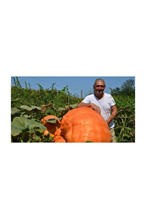 Ithal Dev Kabak Tohumu 2 Adet Tohum Atlantik Giant Bal Kabağı