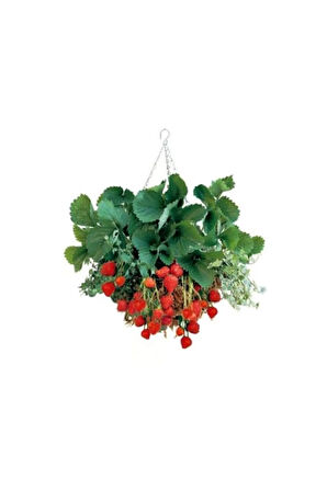 4 Mevsim Yediveren Çilek Tohumu Ekim Seti Saksı Toprak 10 Adet Tohum Kombin