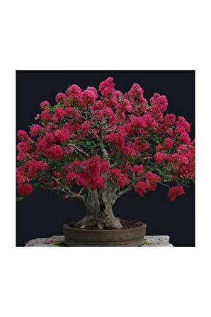 Mersin Bonzai Ağacı Tohumu 5 Adet Bonsai Ağacı Tohumu