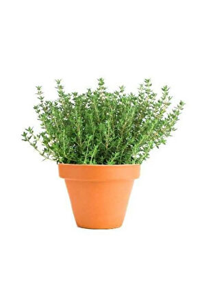 Aromatik Dağ Kekiği Tohumu 25 Adet Kekik Tohumu