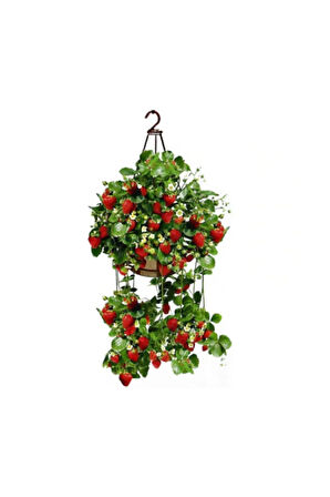 Saksılık Çilek Tohumu Ekim Seti Saksı Toprak 10 Adet Tohum Kombin