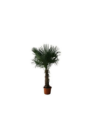 Washingtonia Robusta Palmiye Ağacı Tohumu 3 Adet Tohum