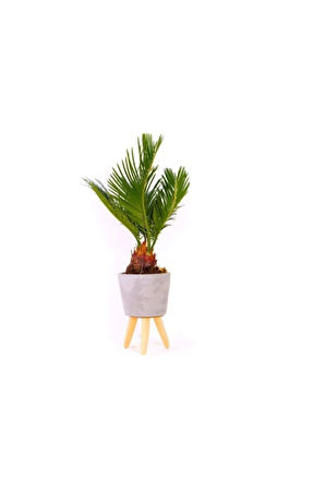 Bodur Palmiye Bonzai Ağacı Tohumu 3 Adet Bonsai Ağacı Tohumu