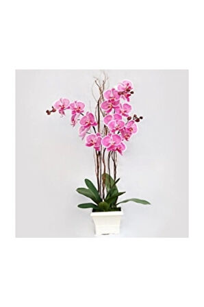 Pembe Orkide Tohumu 5 Adet Tohum Phalaenopsis Çiçek Tohumu