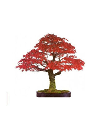 Bodur Flamingo Bonzai Ağacı Tohumu 5 Adet Bonsai Ağacı Tohumu
