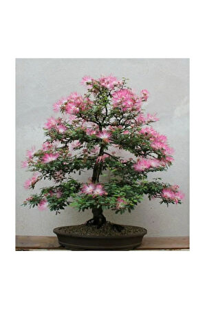 Gülibrişim Bonzai Ağacı Tohumu 5 Adet Bonsai Ağacı Tohumu