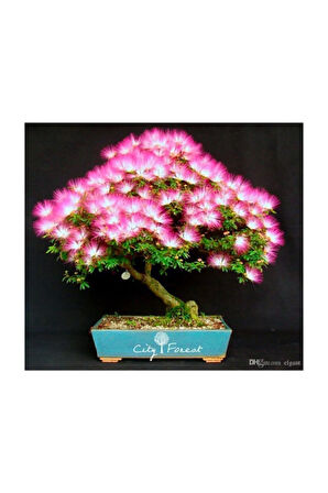 Gülibrişim Bonzai Ağacı Tohumu 5 Adet Bonsai Ağacı Tohumu
