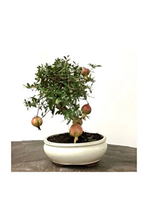 Nar Bonzai Ağacı Tohumu 5 Adet Bonsai Ağacı Tohumu