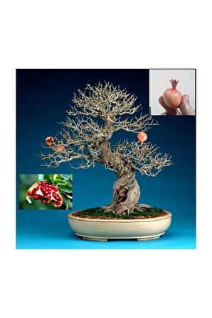 Nar Bonzai Ağacı Tohumu 5 Adet Bonsai Ağacı Tohumu