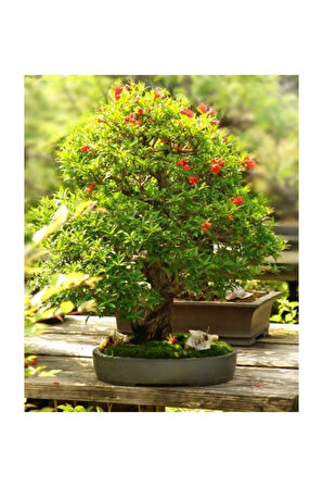 Nar Bonzai Ağacı Tohumu 5 Adet Bonsai Ağacı Tohumu