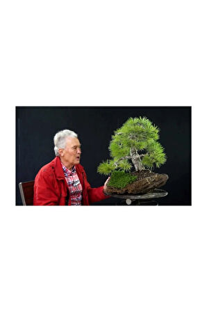 Karaçam Bonzai Ağacı Ekim Seti 5 Adet Tohum Saksı Toprak Kombin